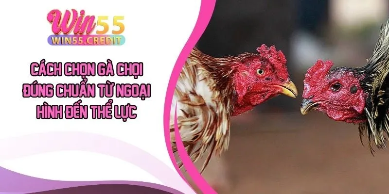 Cách Chọn Gà Chọi