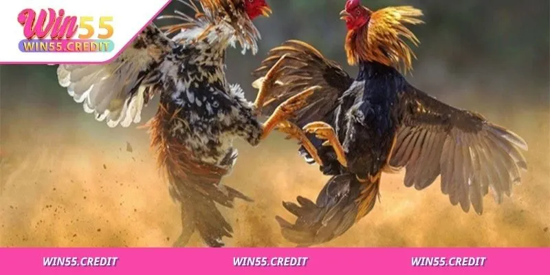 Mỗi giống có ưu thế về sức, đòn hoặc độ bền riêng