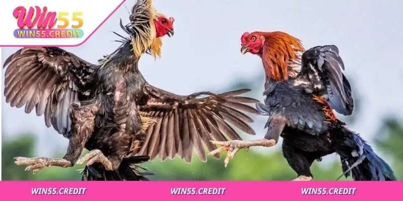 Cách Nuôi Gà Đá Cựa Sắt Chuẩn Kỹ Thuật Cho Thể Lực Đỉnh Cao 2 Ăn đúng - tập đều - hồi phục nhanh mới tạo được chiến kê mạnh