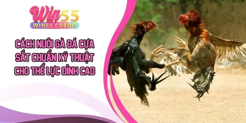 Cách Nuôi Gà Đá