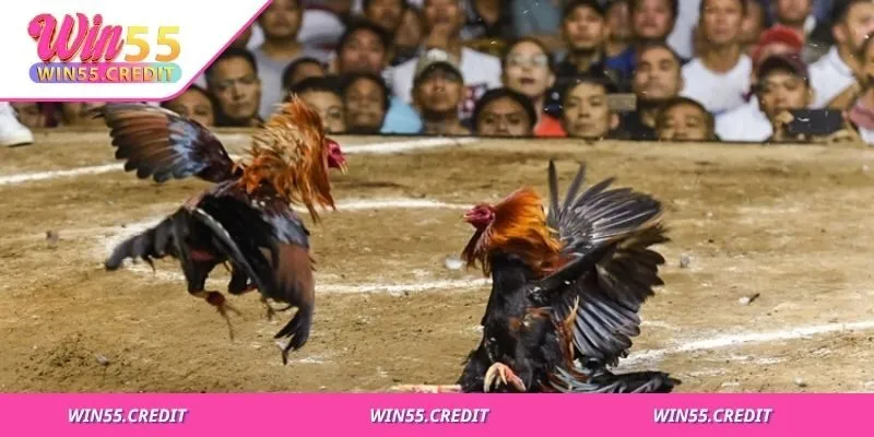 Cách Nuôi Gà Đá Cựa Sắt Chuẩn Kỹ Thuật Cho Thể Lực Đỉnh Cao 3 Chế độ hậu thi đấu quan trọng không kém giai đoạn nuôi