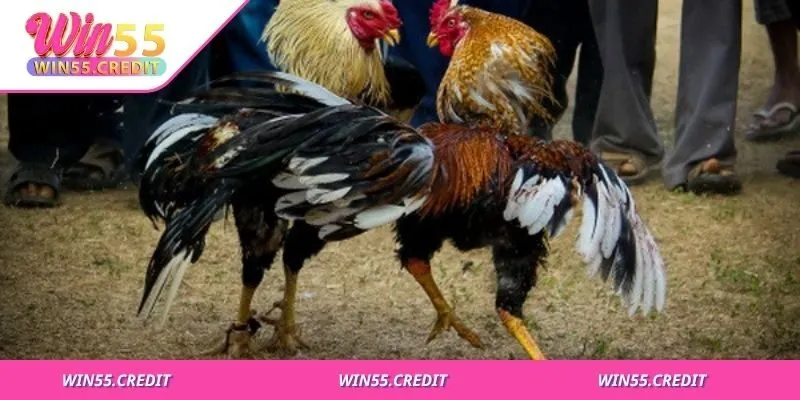 Cách Nuôi Gà Đá Cựa Sắt Chuẩn Kỹ Thuật Cho Thể Lực Đỉnh Cao 1 Môi trường sống ổn định quyết định sức đề kháng và thể lực